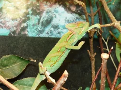 Chameleon jemenský (Chamaeleo calyptratus)