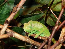 Chameleon jemenský (Chamaeleo calyptratus)