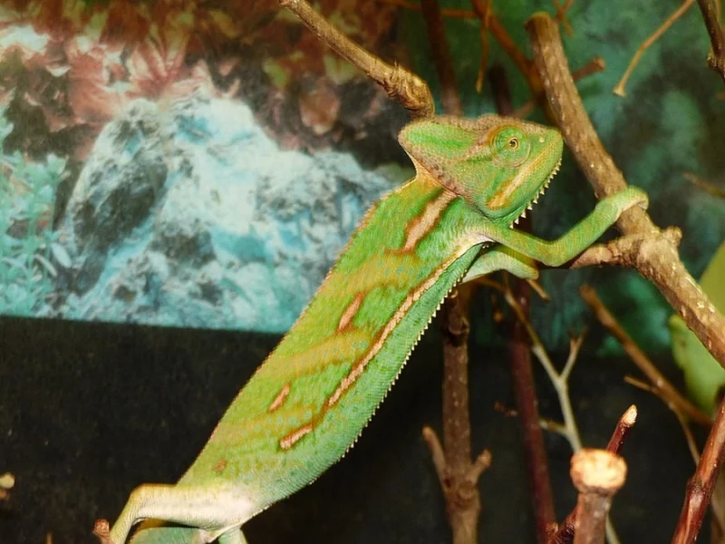 Chameleon jemenský (Chamaeleo calyptratus)