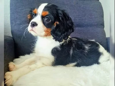 Sladký kavalír King Charles španěl štěňata