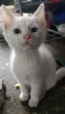 Khao Manee kocourci