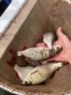 Nástražní plotice/perlín 20-25cm