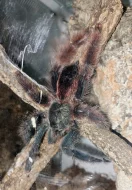 Avicularia, Caribena aj. ŽE B02