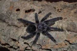 Avicularia, Caribena aj. ŽE B02