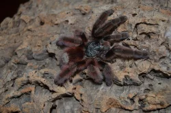 Avicularia, Caribena aj. ŽE B02