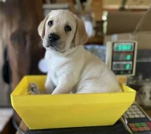 Štěňátka Labradorského retrívra s PP