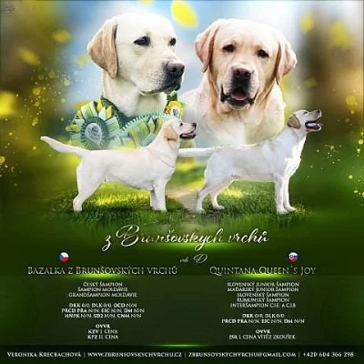 Štěňátka Labradorského retrívra s PP
