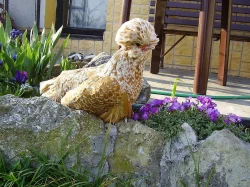 zdrobnělá paduánka