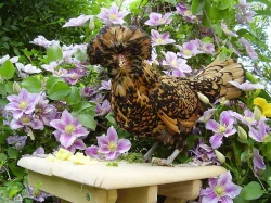 zdrobnělá paduánka