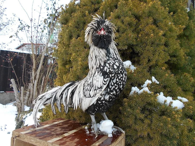 zdrobnělá paduánka