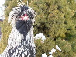 zdrobnělá paduánka