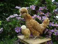 zdrobnělá paduánka