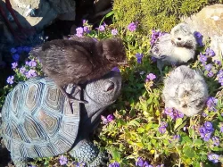 zdrobnělá paduánka