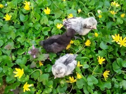 zdrobnělá paduánka