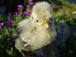 zdrobnělá paduánka