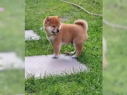 Shiba inu štěně