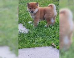 Shiba inu štěně