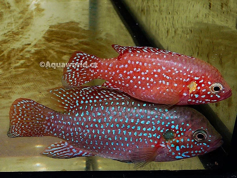 Hemichromis Lifalili/Perlovka Rudá