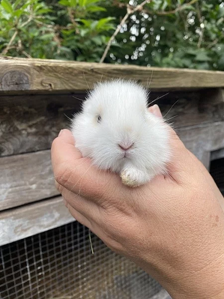 Prodám mláďata zakrslého králíka