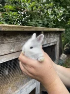 Prodám mláďata zakrslého králíka