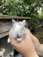 Prodám mláďata zakrslého králíka