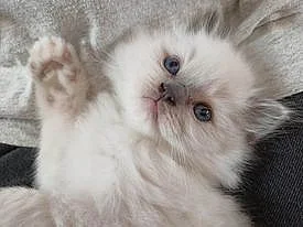 Koťátka Ragdoll s PP na luxusního mazlíčka