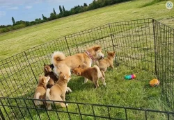 Shiba-Inu štěňata na prodej