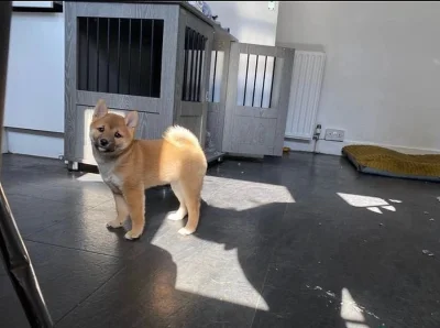 Shiba-Inu štěňata na prodej