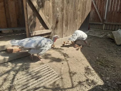 Bielefeldská slepice - kohoutci