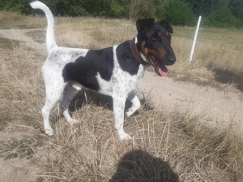 Foxteriér s PP, neuchovněn