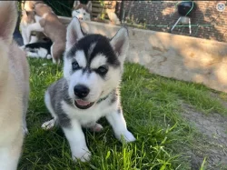 Sibiřský husky štěně s PP