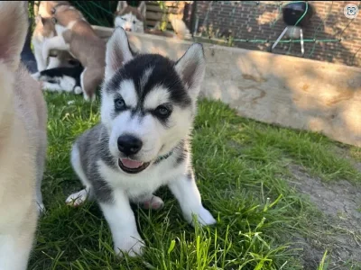 Sibiřský husky štěně s PP