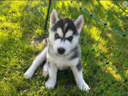 Sibiřský husky štěně s PP
