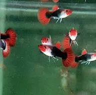 Guppy
