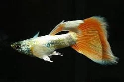 Guppy