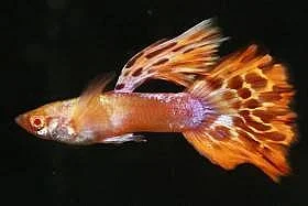 Guppy