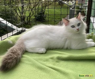 ragdoll koťata samec a samice