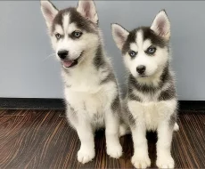 Sibiřský husky štěňata na prodej