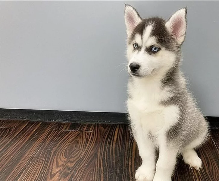Sibiřský husky štěňata na prodej