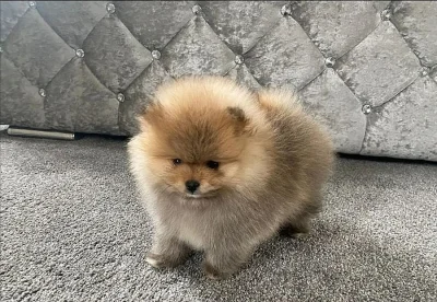 Německý špic trpasličí, Pomeranian