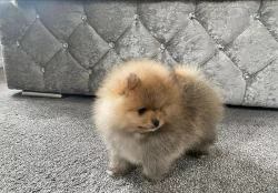 Německý špic trpasličí, Pomeranian