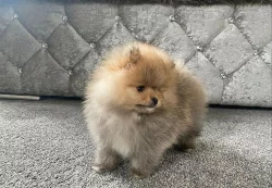 Německý špic trpasličí, Pomeranian