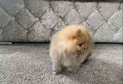 Německý špic trpasličí, Pomeranian
