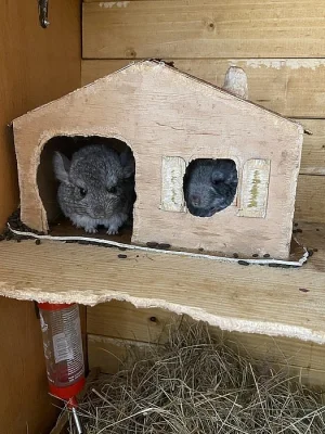 Standart grey činčily