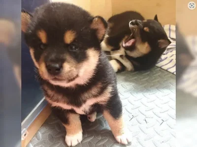 Shiba inu bez pp