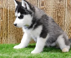Kluk Sibiřský husky s PP