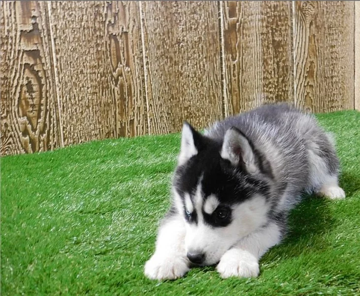 Kluk Sibiřský husky s PP