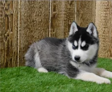 Kluk Sibiřský husky s PP