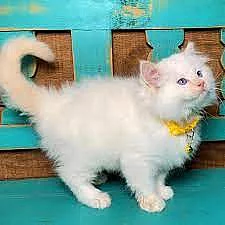 Roztomilé a milé koťátko ragdoll