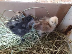 Kuřata Hedvábnička velká